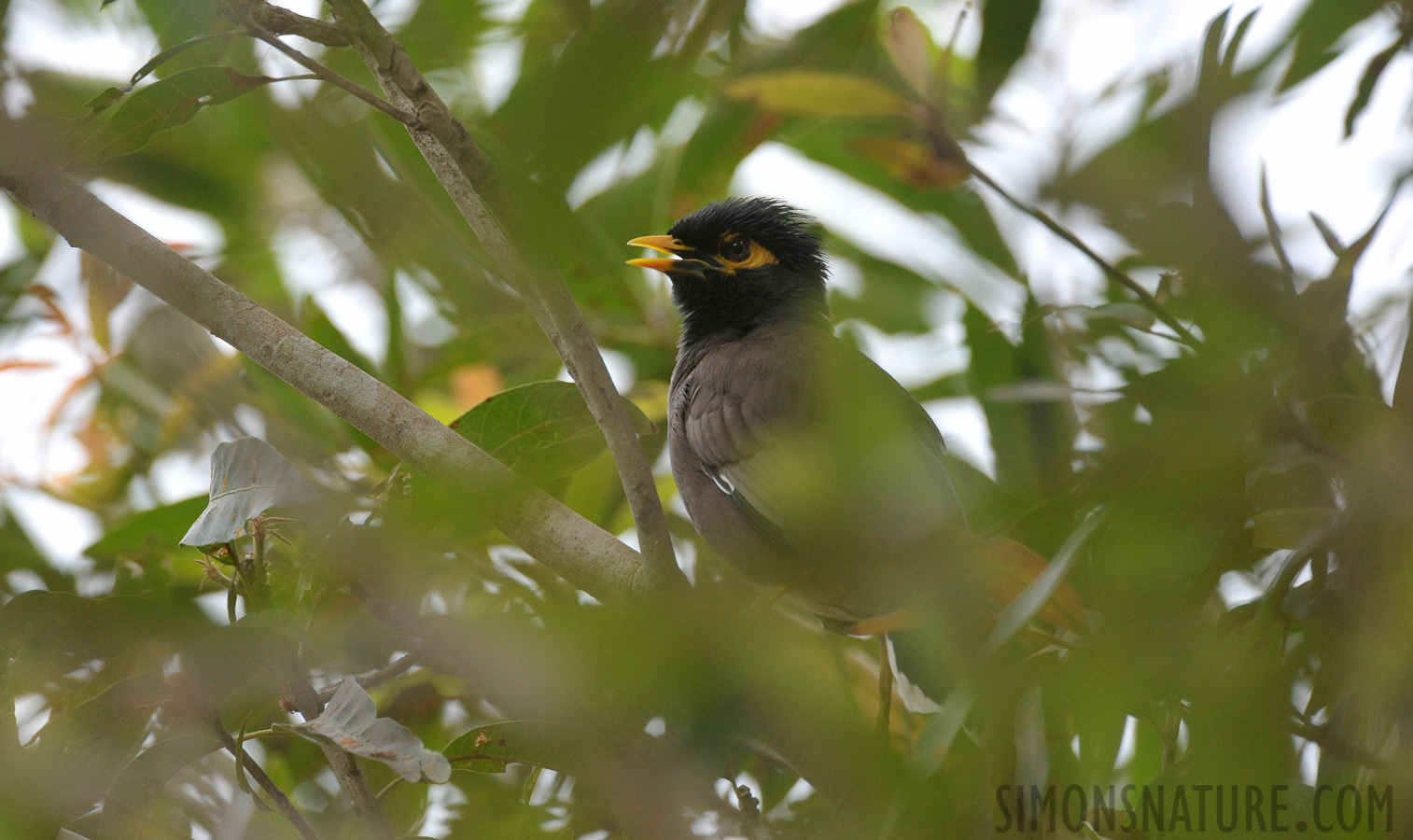 Acridotheres tristis melanosternus [550 mm, 1/400 Sek. bei f / 8.0, ISO 2500]